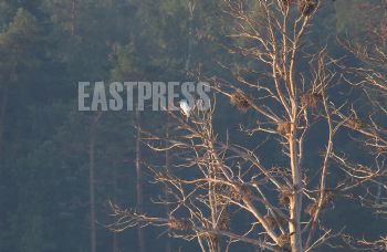 EA320545, Eastpress, Porvoo, Finland